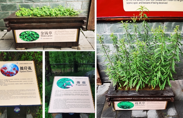 中医药普及